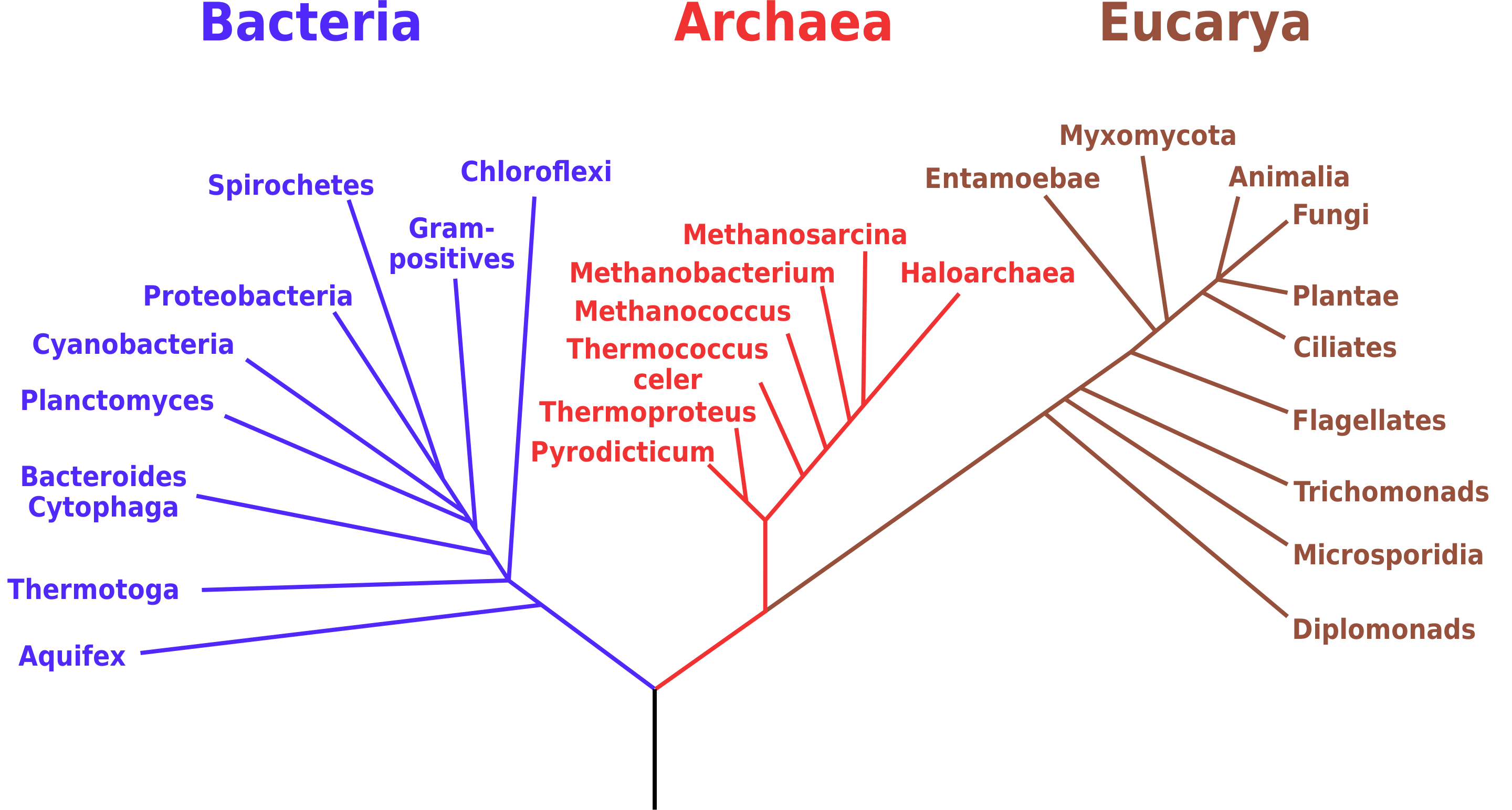 LUCA, diagramma ultimo antenato comune