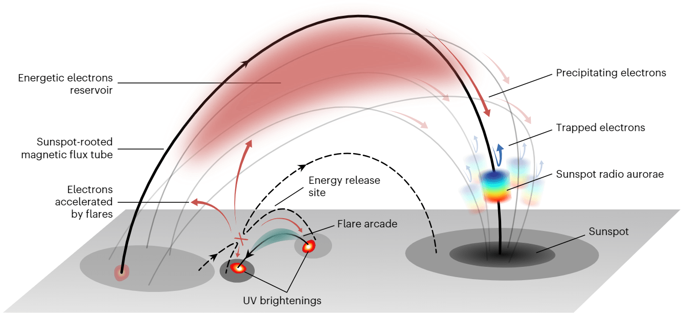 Schema che mostra l'emissione radio aurorale delle macchie solari. Le linee del campo magnetico radicate nelle macchie solari e piene di elettroni intrappolati sono responsabili dei singoli eventi di emissione radio aurorale. Credits: Sijie Yu, New Jersey Institute of Technology